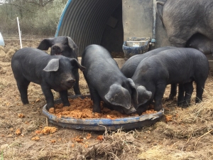 Happy piglets